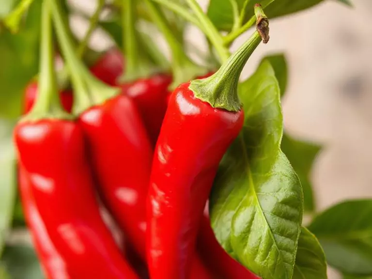 Red Chili